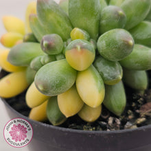 Load image into Gallery viewer, Pachyphytum compactum variegata crested
