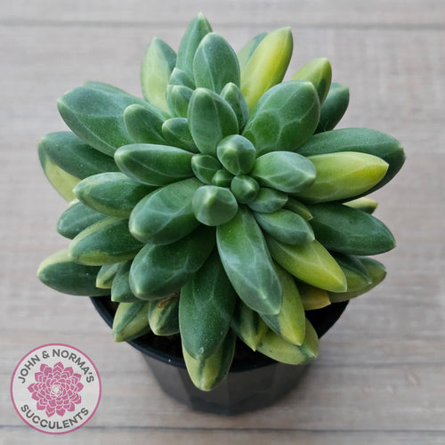 Pachyphytum compactum variegated - John & Norma's Succulents Australia