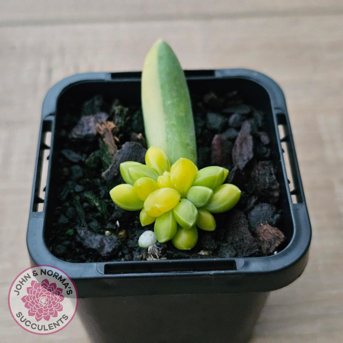 Pachyphytum compactum variegated