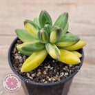 Pachyphytum compactum variegated