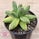 Pachyphytum compactum variegated