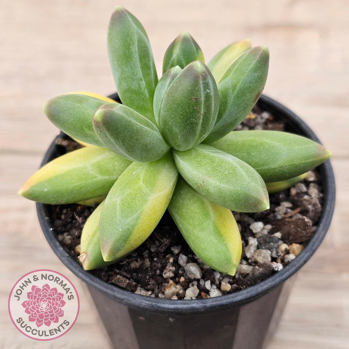 Pachyphytum compactum variegated