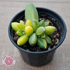 Pachyphytum compactum variegated