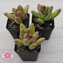 Load image into Gallery viewer, Pachyphytum fittkaui
