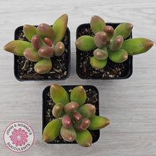 Load image into Gallery viewer, Pachyphytum fittkaui
