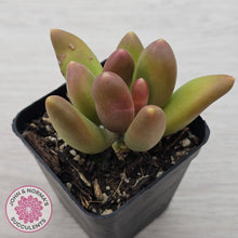 Load image into Gallery viewer, Pachyphytum fittkaui
