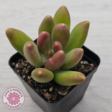 Load image into Gallery viewer, Pachyphytum fittkaui
