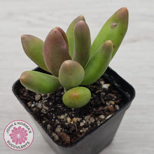 Load image into Gallery viewer, Pachyphytum fittkaui
