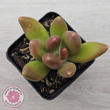 Load image into Gallery viewer, Pachyphytum fittkaui
