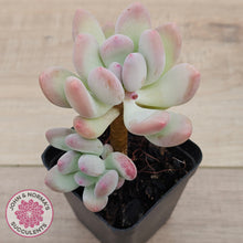 Load image into Gallery viewer, Pachyphytum garciae 'Apple Cheese' (Double Heads)

