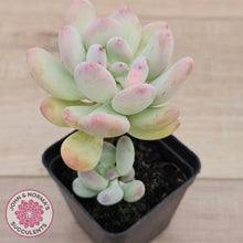 Load image into Gallery viewer, Pachyphytum garciae 'Apple Cheese' (Double Heads)
