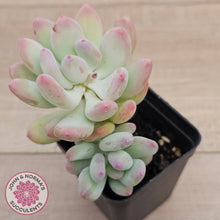 Load image into Gallery viewer, Pachyphytum garciae 'Apple Cheese' (Double Heads)
