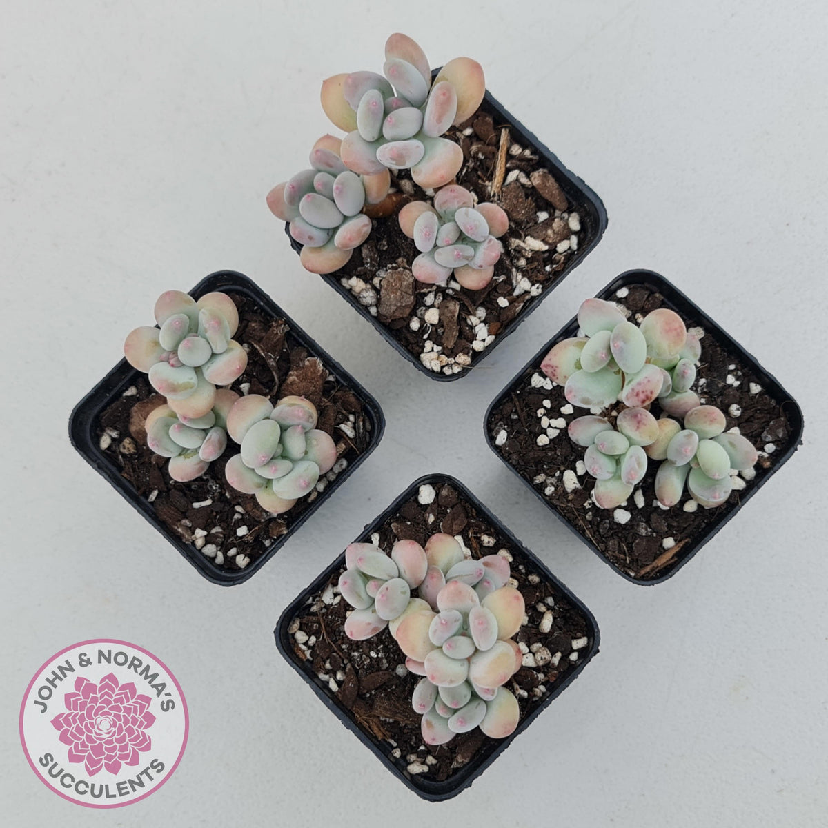 Pachyphytum garciae 'Apple Cheese'