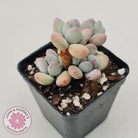 Pachyphytum garciae 'Apple Cheese'