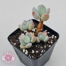 Load image into Gallery viewer, Pachyphytum garciae &#39;Apple Cheese&#39; - John &amp; Norma&#39;s Succulents Australia
