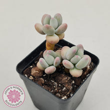 Load image into Gallery viewer, Pachyphytum garciae &#39;Apple Cheese&#39; - John &amp; Norma&#39;s Succulents Australia
