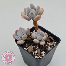 Load image into Gallery viewer, Pachyphytum garciae &#39;Apple Cheese&#39; - John &amp; Norma&#39;s Succulents Australia
