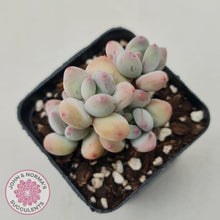 Load image into Gallery viewer, Pachyphytum garciae &#39;Apple Cheese&#39; - John &amp; Norma&#39;s Succulents Australia
