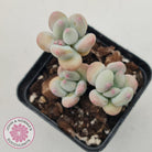 Pachyphytum garciae 'Apple Cheese'