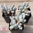 Pachyphytum oviferum 'Blue Haze'