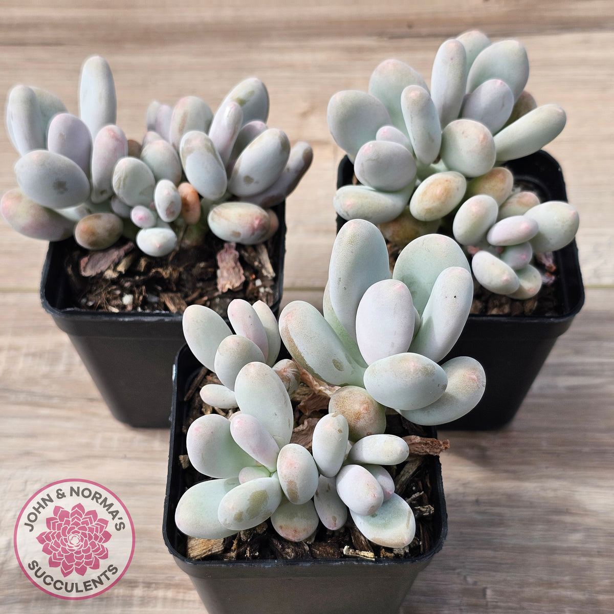 Pachyphytum oviferum 'Blue Haze'