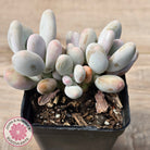 Pachyphytum oviferum 'Blue Haze'