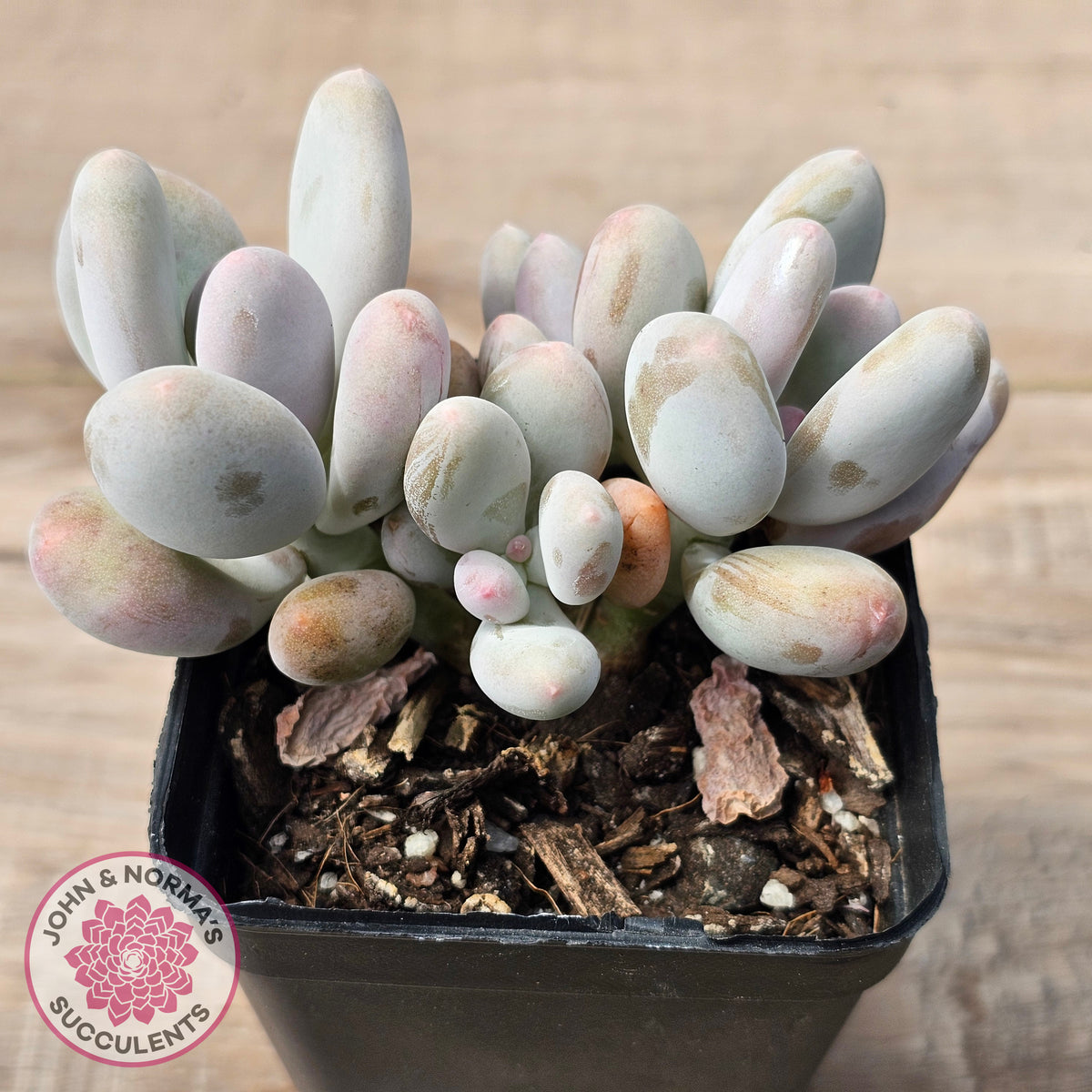 Pachyphytum oviferum 'Blue Haze'