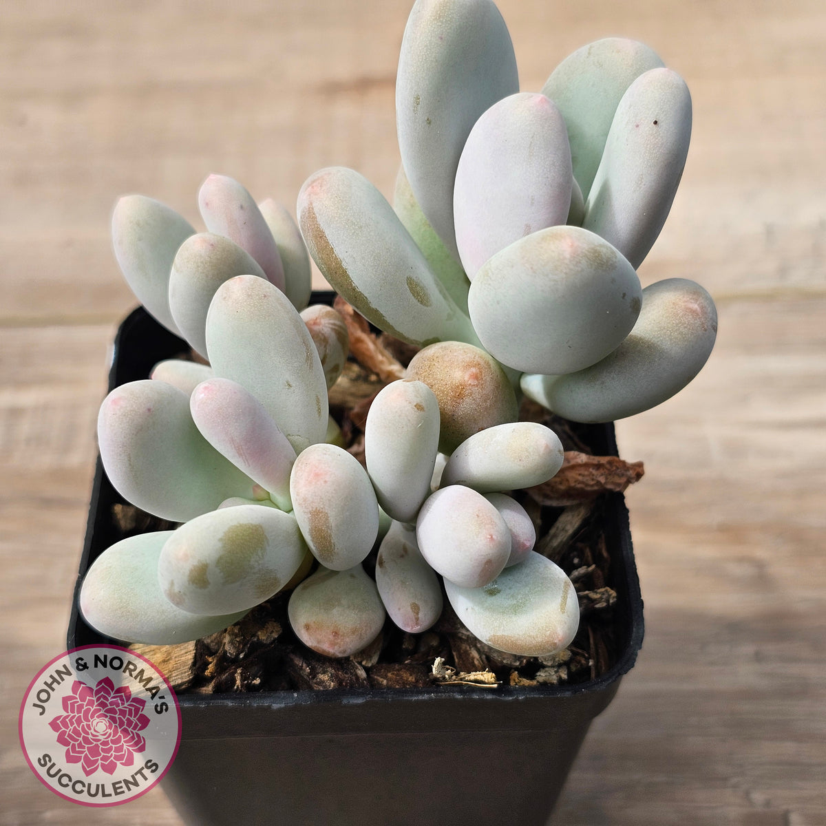Pachyphytum oviferum 'Blue Haze'