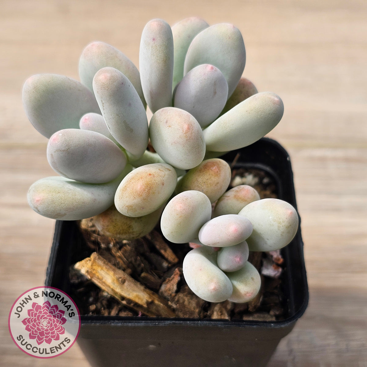 Pachyphytum oviferum 'Blue Haze'