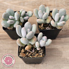 Pachyphytum oviferum 'Blue Haze'