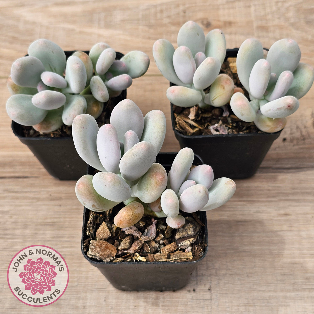 Pachyphytum oviferum 'Blue Haze'