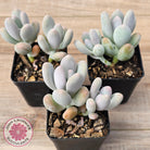 Pachyphytum oviferum 'Blue Haze'