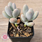 Pachyphytum oviferum 'Blue Haze'