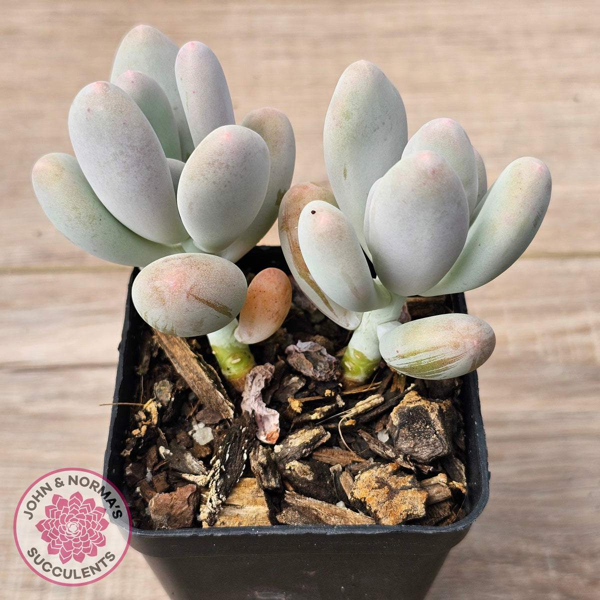Pachyphytum oviferum 'Blue Haze'