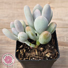 Pachyphytum oviferum 'Blue Haze'