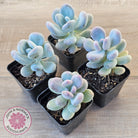 Pachyphytum oviferum 'Blue Haze'