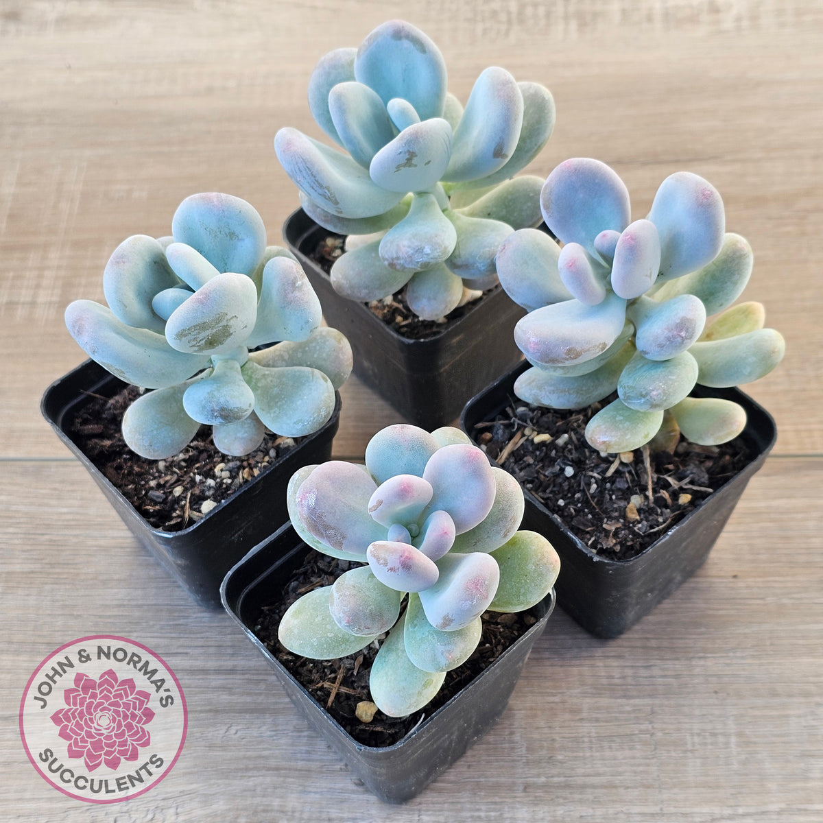 Pachyphytum oviferum 'Blue Haze'