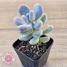 Pachyphytum oviferum 'Blue Haze'