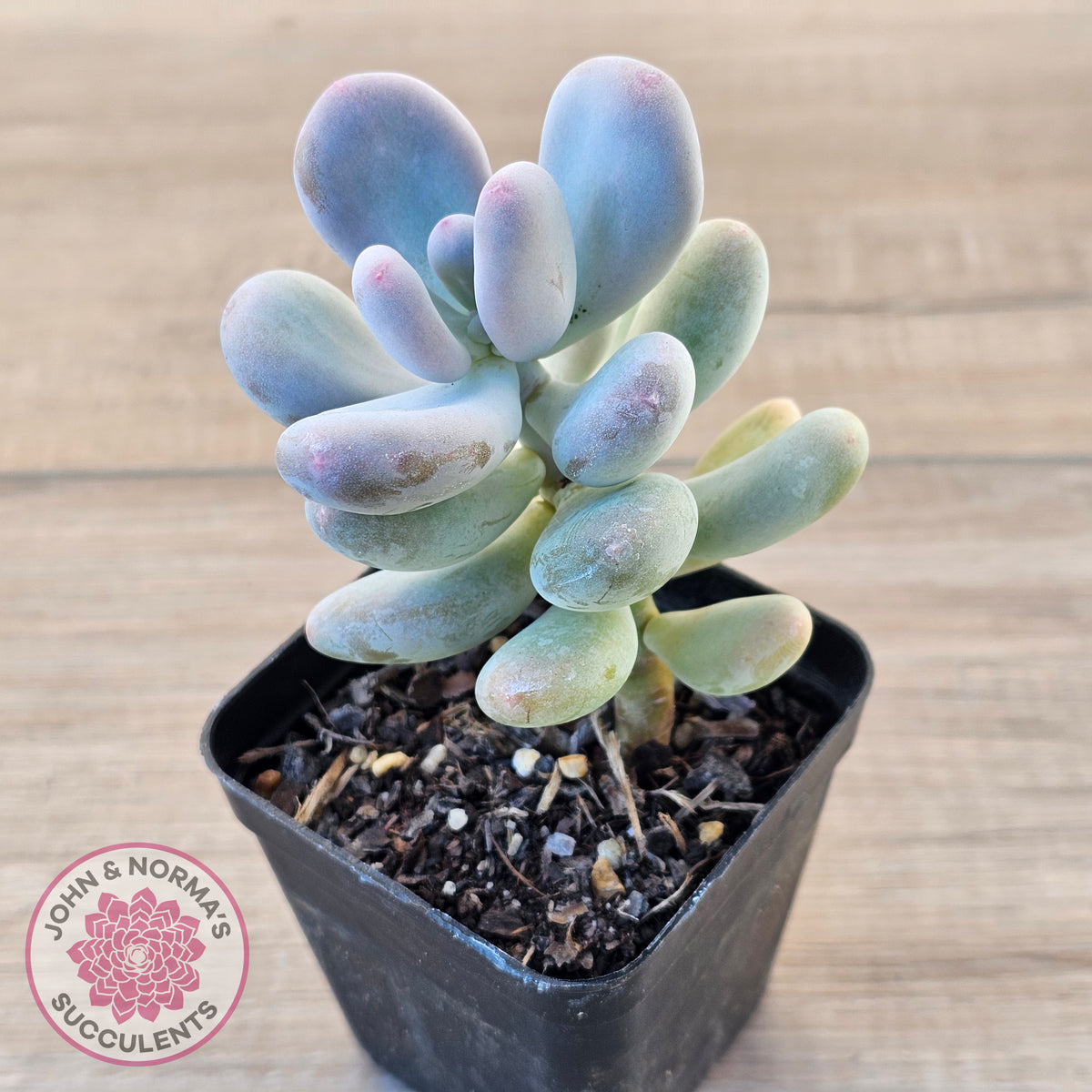 Pachyphytum oviferum 'Blue Haze'