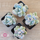 Pachyphytum oviferum 'Blue Haze'