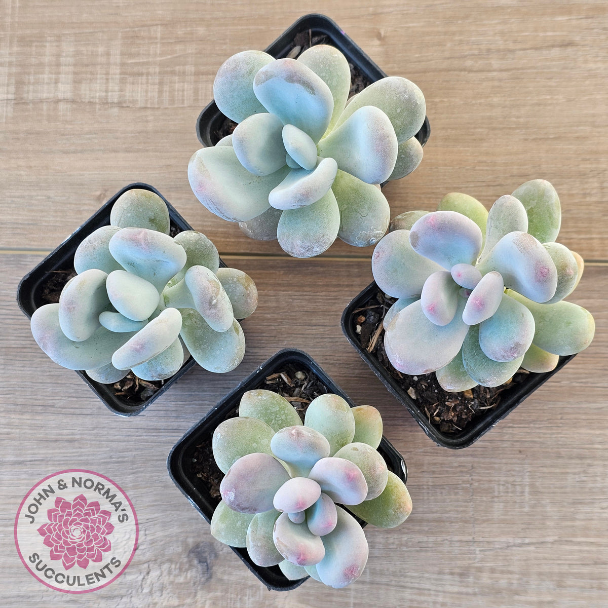 Pachyphytum oviferum 'Blue Haze'
