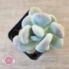 Pachyphytum oviferum 'Blue Haze'