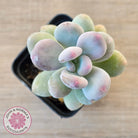 Pachyphytum oviferum 'Blue Haze'