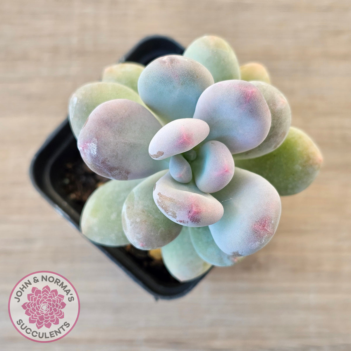 Pachyphytum oviferum 'Blue Haze'