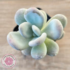 Pachyphytum oviferum 'Blue Haze'