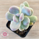 Pachyphytum oviferum 'Blue Haze'