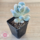 Pachyphytum oviferum 'Blue Haze'