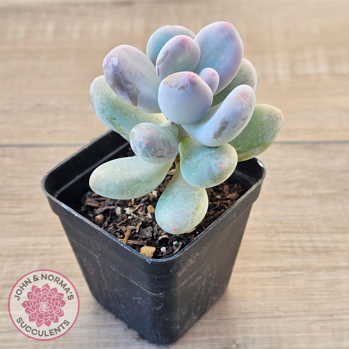 Pachyphytum oviferum 'Blue Haze'