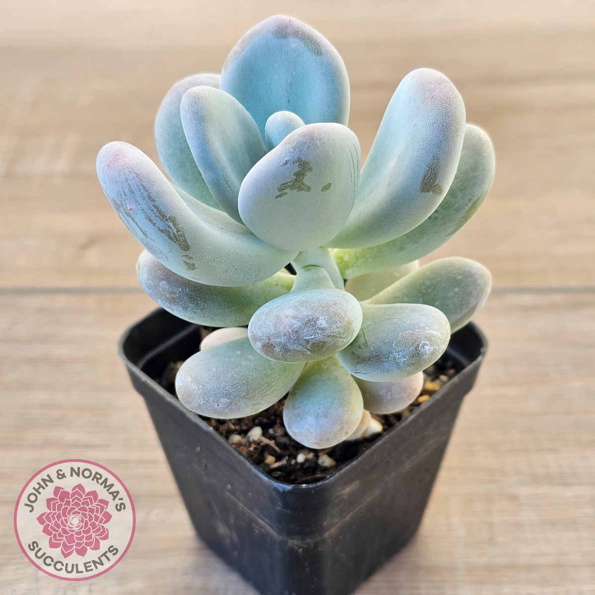 Pachyphytum oviferum 'Blue Haze'