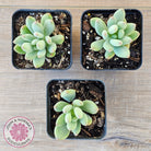 Pachyphytum oviferum mikadukibijin